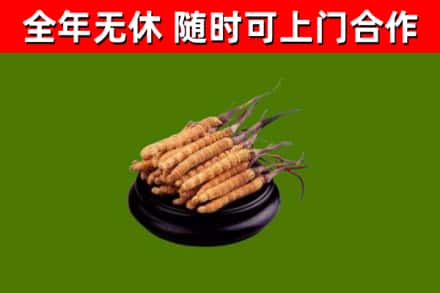 霍州市烟酒回收冬虫夏草.jpg