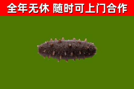 霍州市回收海参干